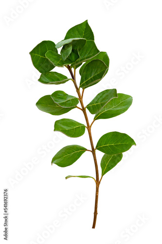 leaf vine Isolate on transparent background PNG file