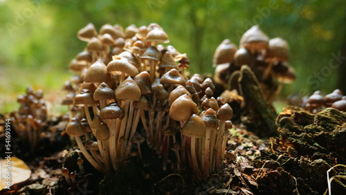fungus family