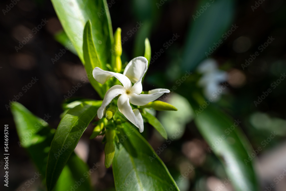 Obraz premium Beautiful white jasmine flower isolated on its leaf bud