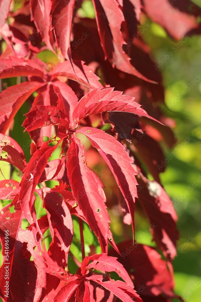 Bright red autumn colors bursting from the leaves of the local poison oak plant. Bright red autumn colors bursting from the leaves of the local poison oak plant.