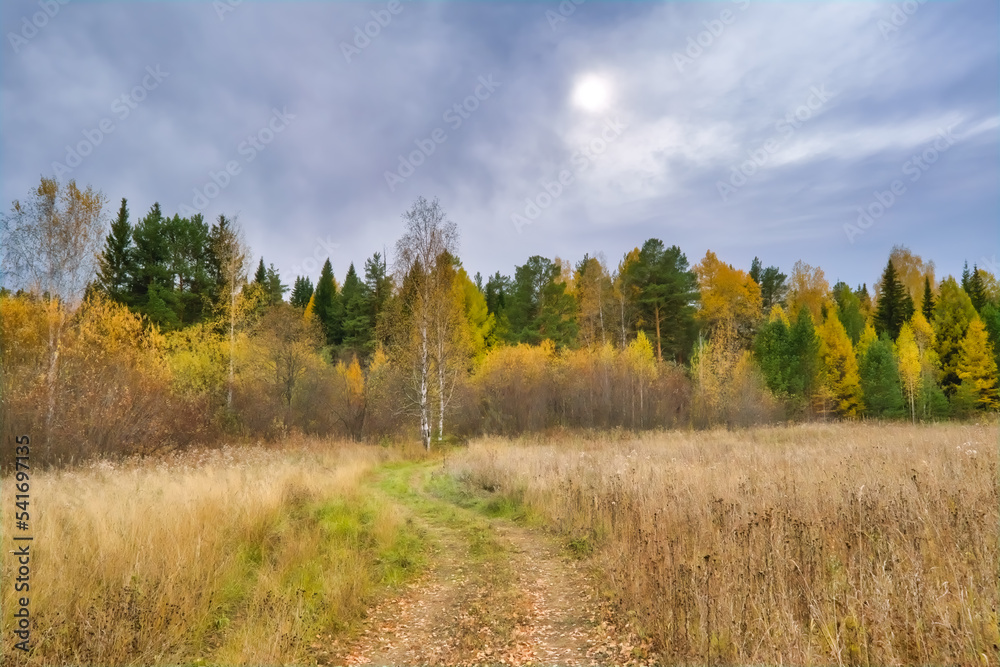Autumn landscape yellow meadow and forest in the background against the backdrop of a beautiful cloudy sky.