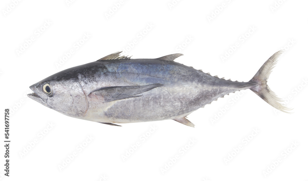 Fresh whole bluefin tuna fish isolated on white background Fresh whole bluefin tuna fish isolated on white background