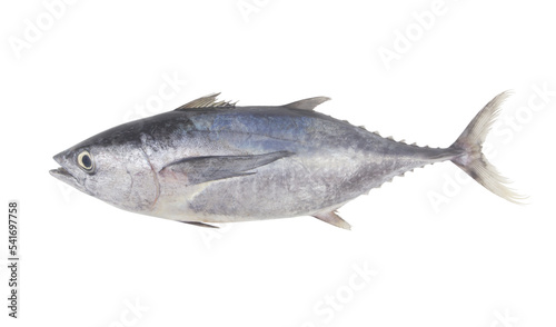 Fresh whole bluefin tuna fish isolated on white background 