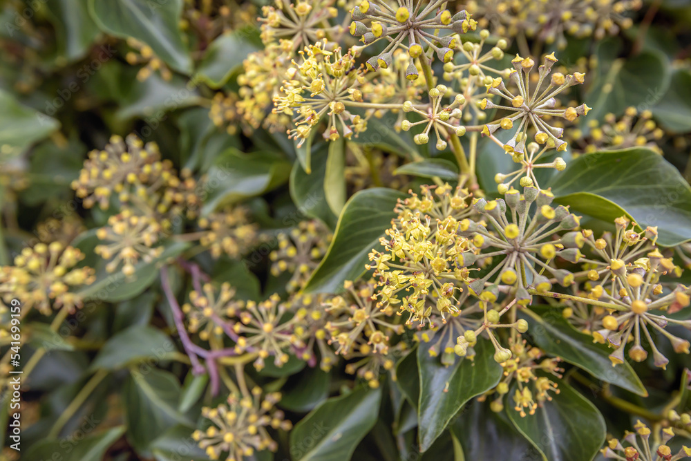 Closeup of open and closed flower buds of an older ivy plant. Various insects are visible on the flowers that collect nectar. The photo was taken in the autumn season. Closeup of open and closed flower buds of an older ivy plant. Various insects are visible on the flowers that collect nectar. The photo was taken in the autumn season.
