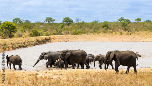 A huge herd of African elephants at a waterhole