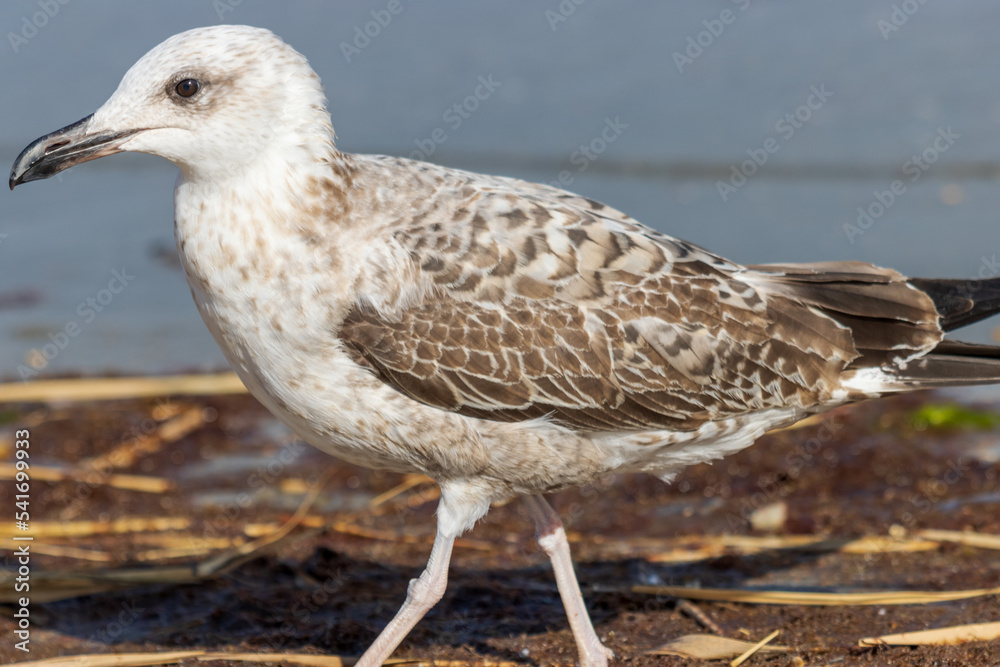 Photo of a seagull relaxing by the seashore Photo of a seagull relaxing by the seashore