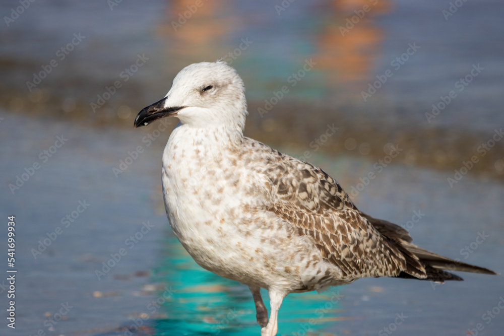 Photo of a seagull relaxing by the seashore