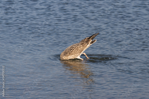 Photo of a seagull with its head under water © Ilie