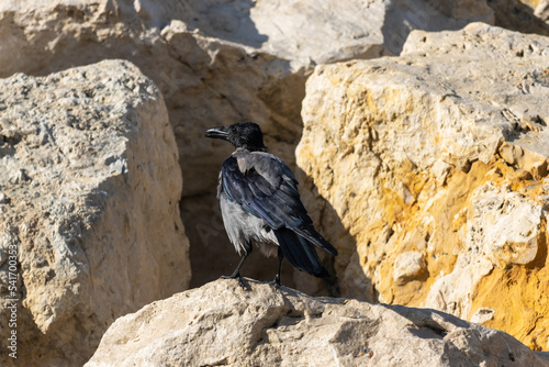Close-up photo of a crow with yellow rocks in the background