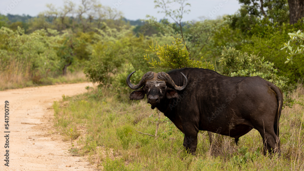 Big Cape buffalo with massive horns