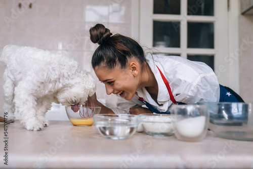 Fototapeta Naklejka Na Ścianę i Meble -  Cute white Maltese dog sniffing meal on the table