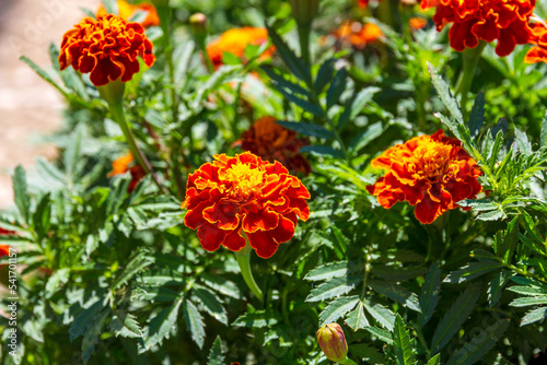 Herb Marigold - Tagetes. Orange - Yellow flower with green leaves