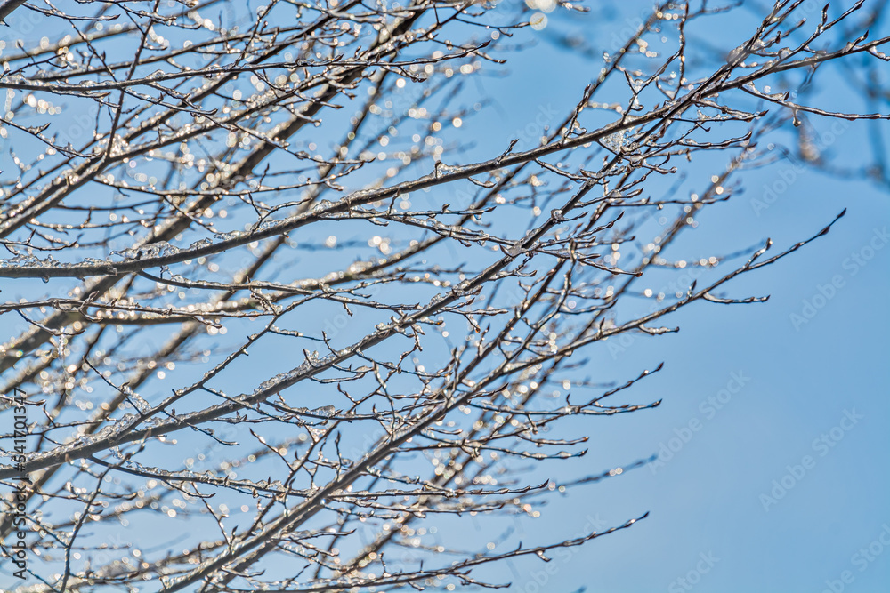 Ice glazed tree branches in sun light on blue sky background Ice glazed tree branches in sun light on blue sky background