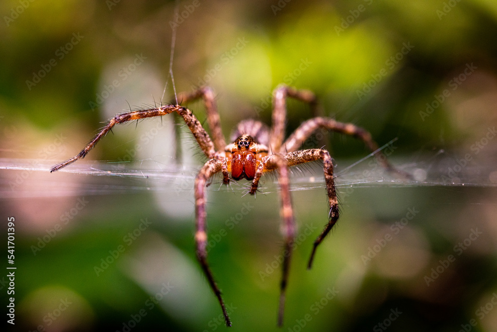Spider Spider