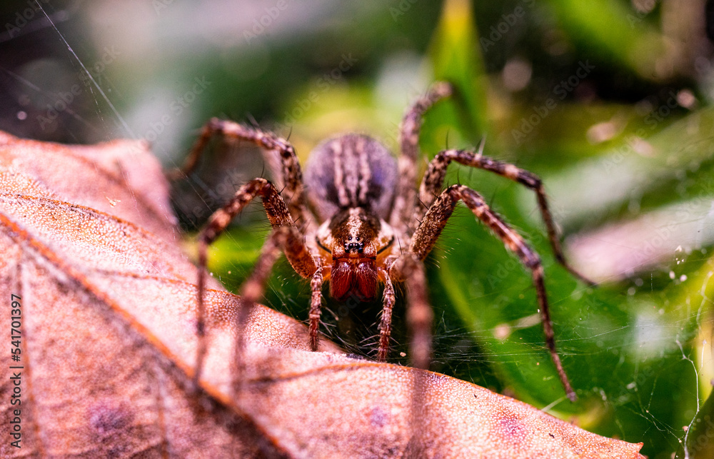 Spider Spider