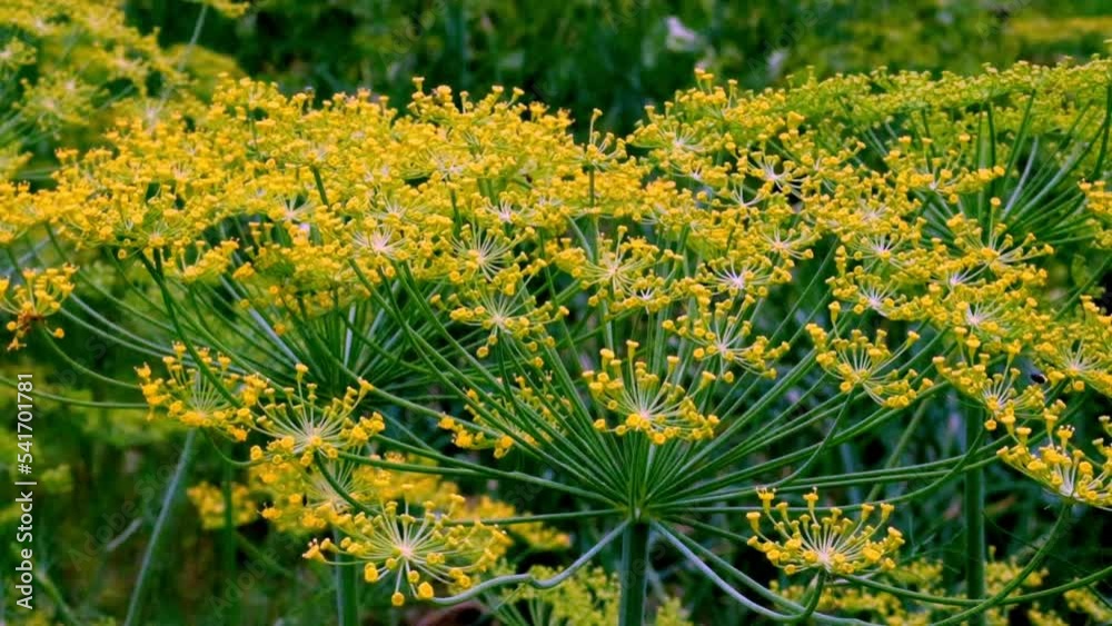 Dill flower in the garden. Growing herbs and spices Dill flower in the garden. Growing herbs and spices