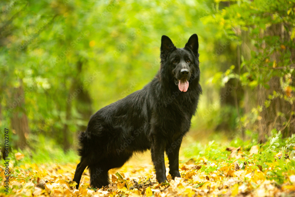 german shepherd dog in autumn park german shepherd dog in autumn park