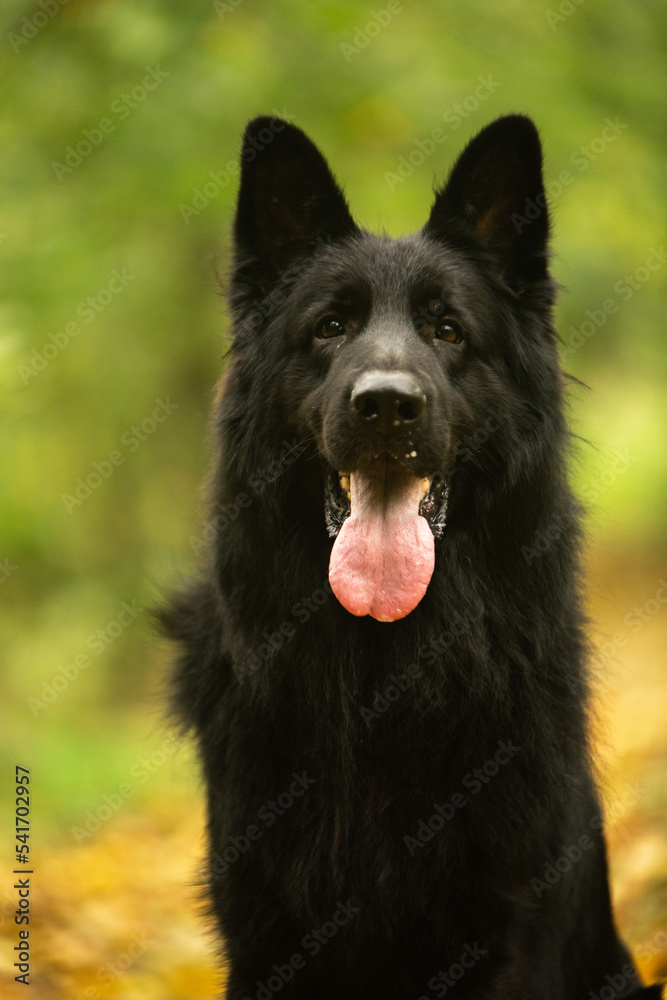 german shepherd dog portrait