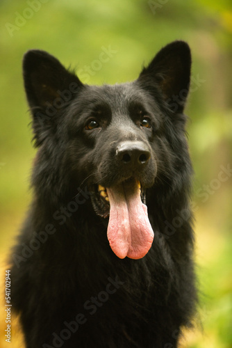 german shepherd dog © Keit