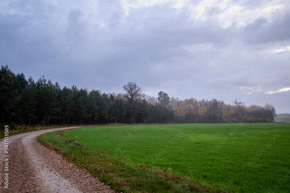 Latvia countryside in autumn, winding country road, forest ahead, leafless trees, pine tree