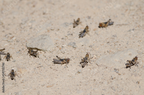 Nymphs of Moroccan locust Dociostaurus maroccanus. Cruz de Pajonales. Integral Natural Reserve of Inagua. Tejeda. Gran Canaria. Canary Islands. Spain. photo