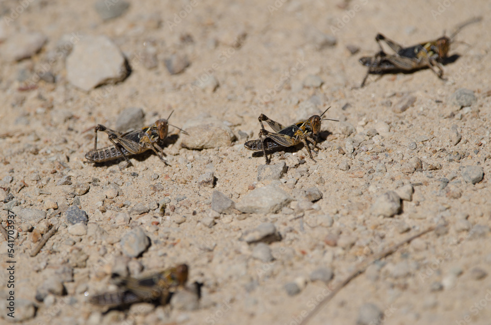 Nymphs of Moroccan locust Dociostaurus maroccanus. Cruz de Pajonales. Integral Natural Reserve of Inagua. Tejeda. Gran Canaria. Canary Islands. Spain.
