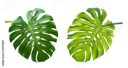 Tropical leaf, Green monstera plant Isolated on transparent background © pernsanitfoto