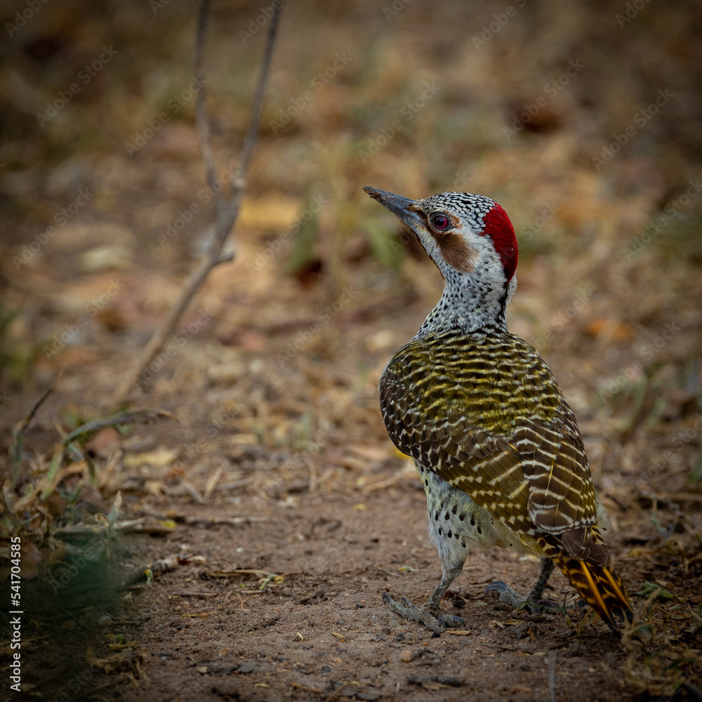 a bennett's woodpecker on the ground close up a bennett's woodpecker on the ground close up