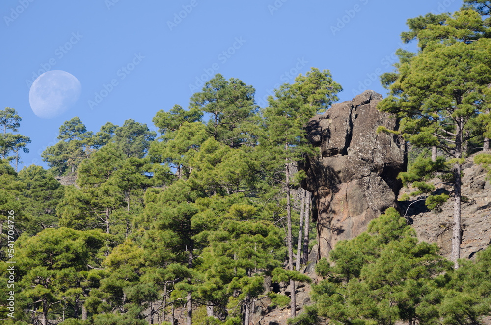 Rock in a forest of Canary Island pine Pinus canariensis and moon. Integral Natural Reserve of Inagua. Gran Canaria. Canary Islands. Spain.