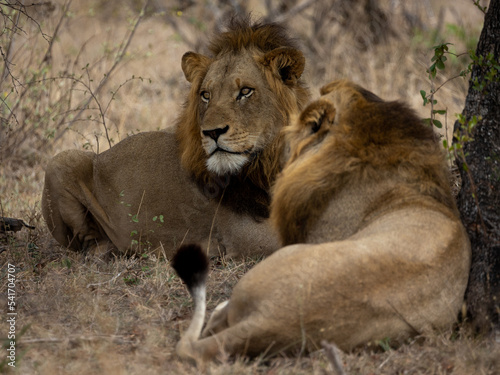 a coalition of two male lions