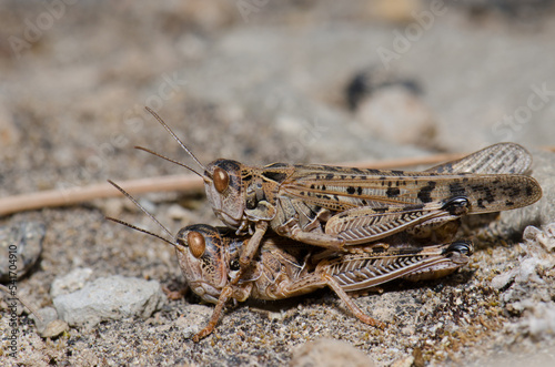Copula of Moroccan locusts Dociostaurus maroccanus. Pajonales. Integral Natural Reserve of Inagua. Tejeda. Gran Canaria. Canary Islands. Spain.