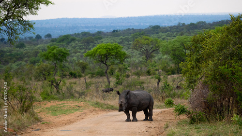 a White rhino on the dirt road