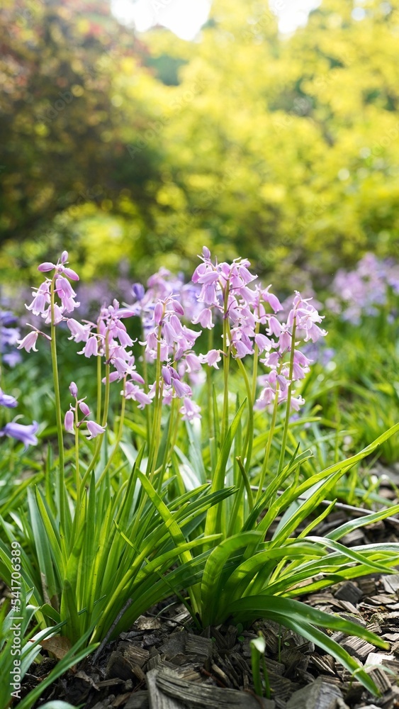 Pink Spanish bluebell Pink Spanish bluebell