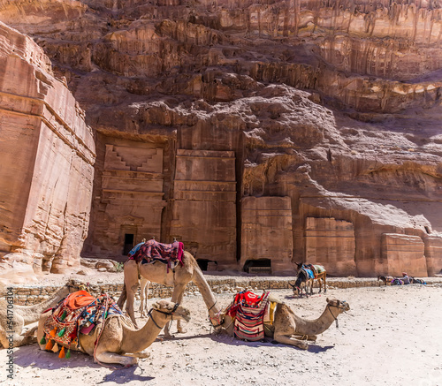 A view of camels in front of burial sites in the ancient city of Petra, Jordan in summertime