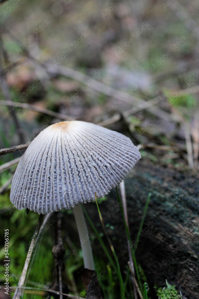 mushroom in the forest mushroom in the forest