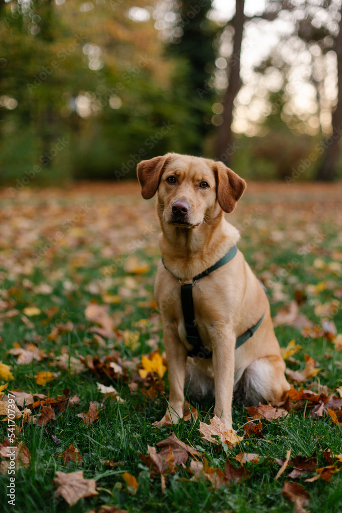 A beautiful female labrador lies in the autumn park. Young beautiful purebred dog. Leaf fall mood. Man's friend is a beautiful and friendly puppy.
