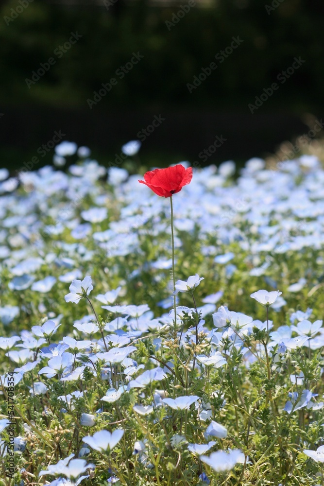 Red Poppy and Baby Blue Eyes