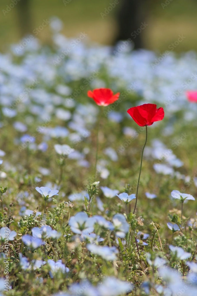 Red Poppy and Baby Blue Eyes Red Poppy and Baby Blue Eyes