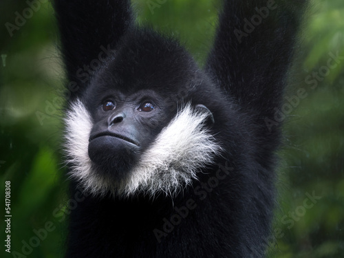black and white colobus