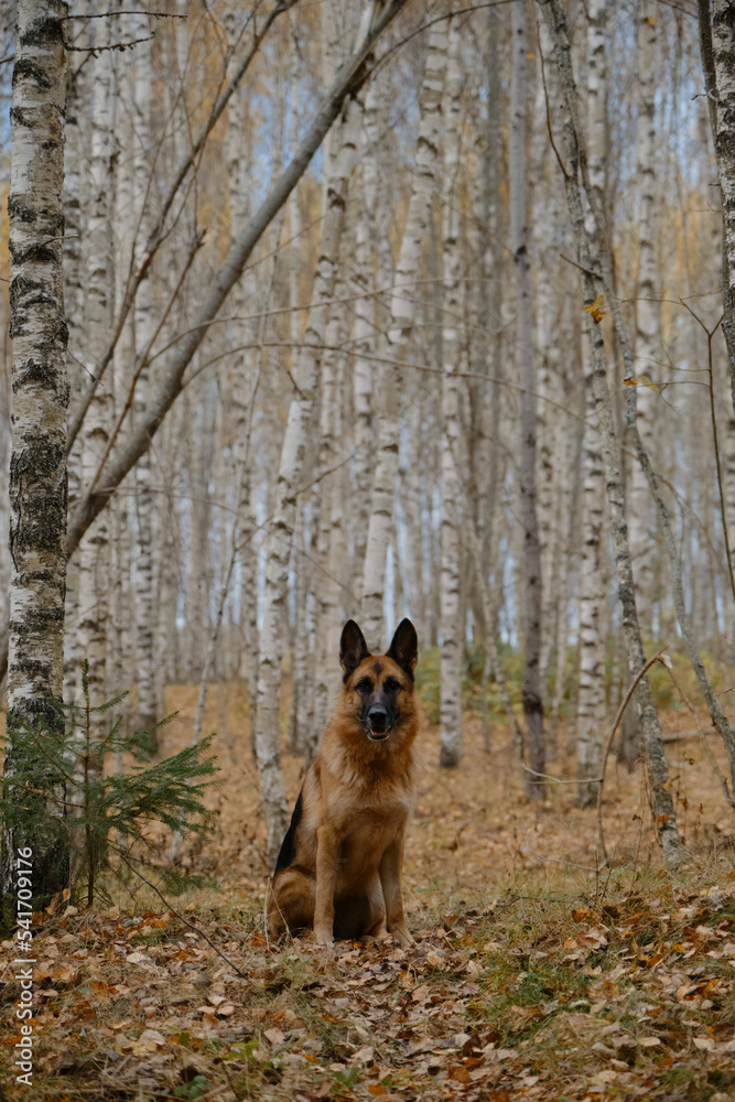 Naklejka premium German Shepherd dog walks through fall forest among fallen yellow leaves around on ground. No people. Minimalistic background. Thoroughbred dog sits in birch grove in autumn.