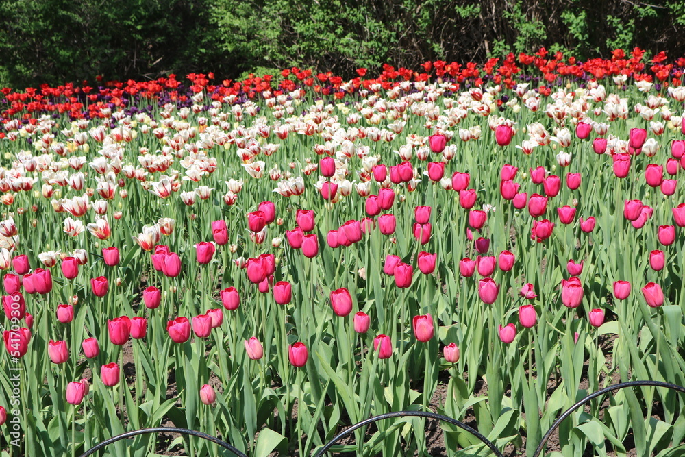 Tulip festival Ottawa in Canada