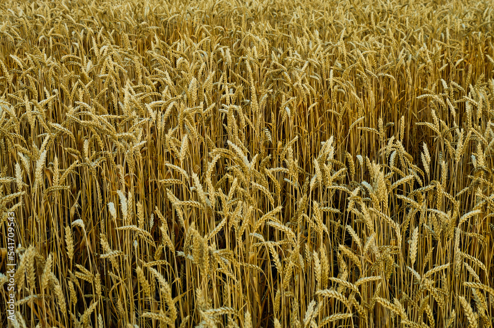 A field of growing cereals, wheat or rye, heavy spikelets with ripe grains, harvest is coming soon, rural still life A field of growing cereals, wheat or rye, heavy spikelets with ripe grains, harvest is coming soon, rural still life