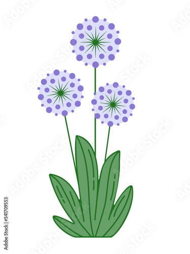 allium, bunch of flowers, isolated without background