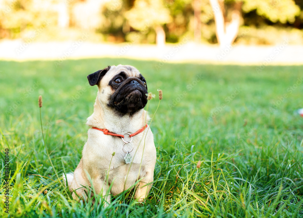 dog on grass dog on grass