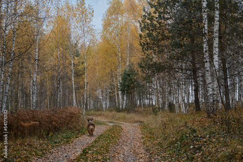 Brown Australian Shepherd dog walks in autumn forest on rural road. Aussie red tricolor walks in fall yellow park among birches and coniferous trees. Concept of active pets outside. Rear view.