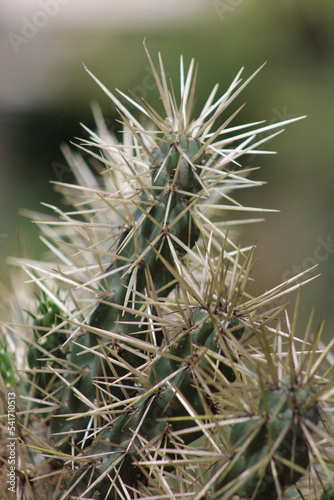 cactus close up