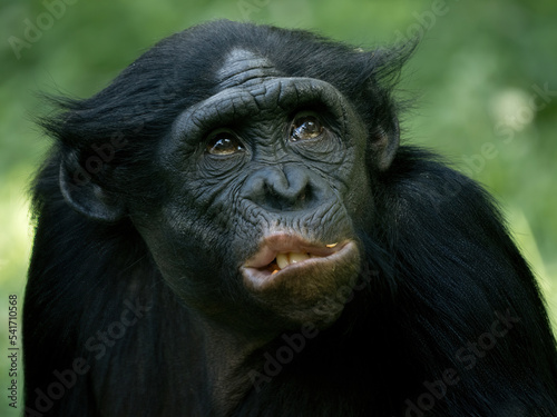 Fotobehang funny chimp