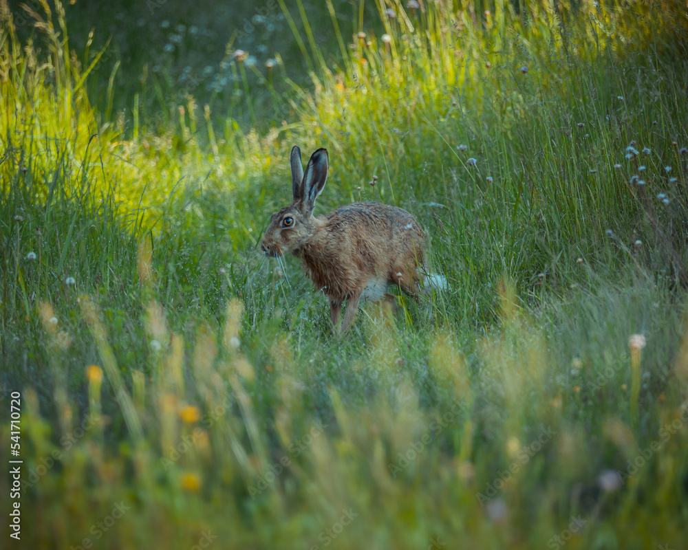 rabbit in the grass rabbit in the grass