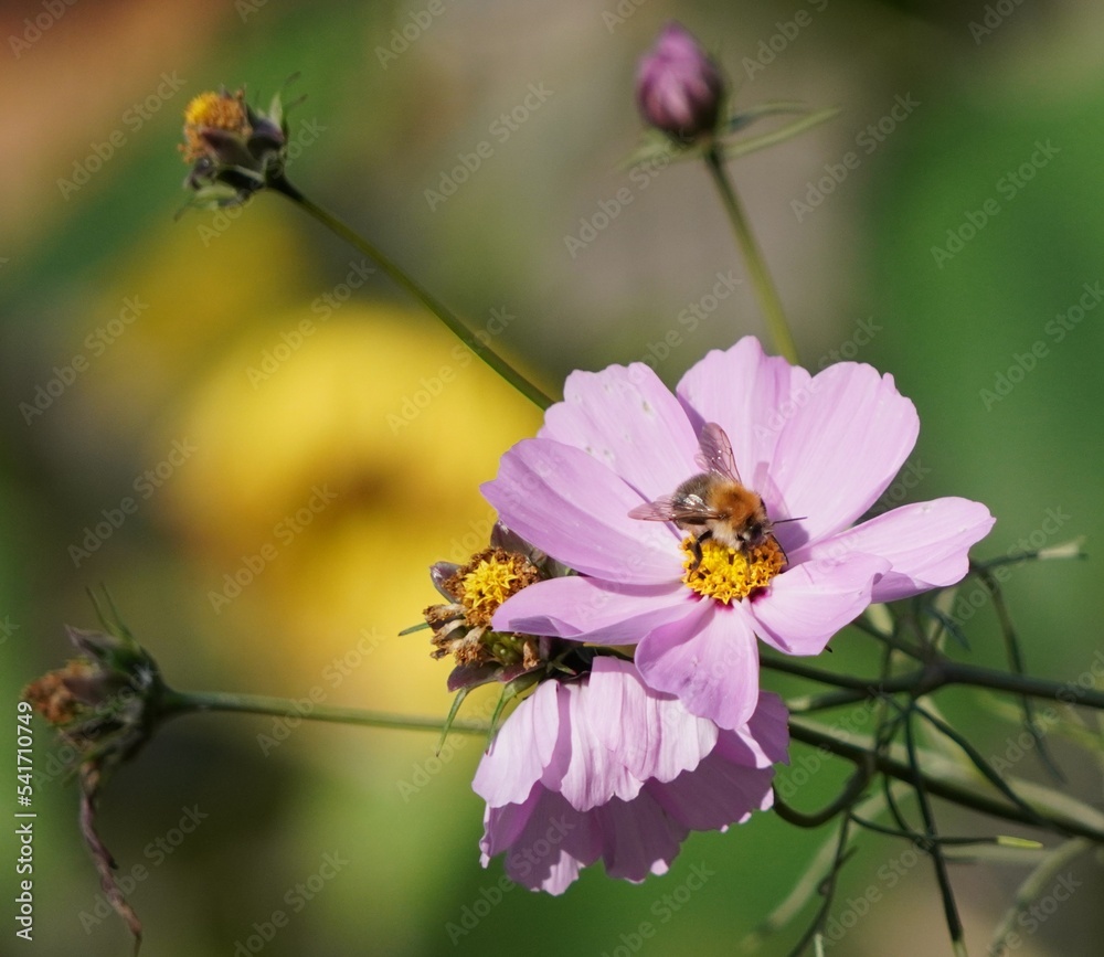 bee on a flower bee on a flower