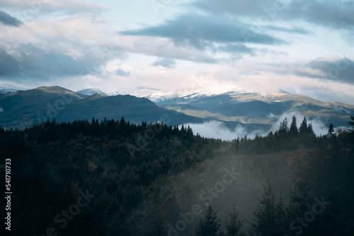 Coniferous Forest and Mountains Landscape Travel serene scenery